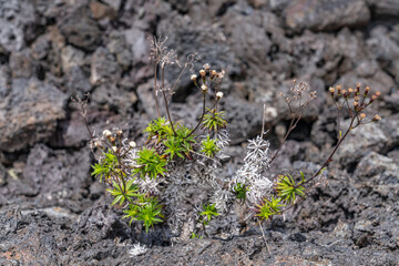 Dubautia scabra, or rough dubautia, is a species of Dubautia endemic, It is a member of the silversword alliance. Hawaii Volcanoes National Park, July 1974 Lava Flow from Fissure vent
