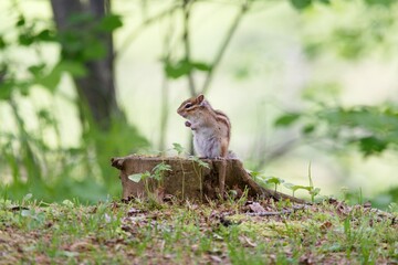 Hokkaido,Japan - June 6, 2024: A chipmunk at Maruyama Park, Nakashibetsu, Hokkaido, Japan

