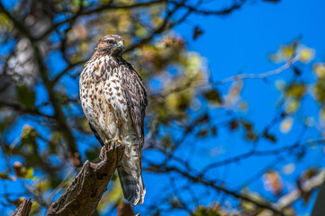 Red tailed hawk.