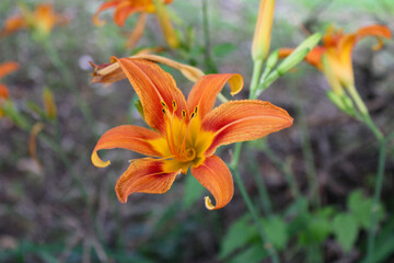 orange tiger lily