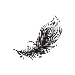 Obraz premium black and white illustration of a Peacock feather.