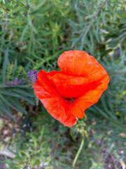 Fototapeta premium Edinburgh, Scotland, United Kingdom