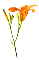 Beautiful Orange lily flower falling in the air isolated on white background. High resolution image