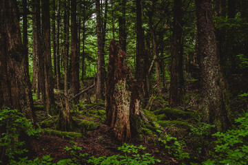 Mystical Alaskan Forest Scene