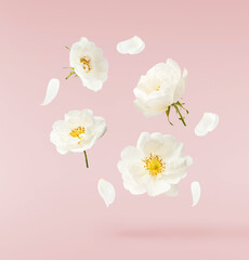 Beautiful white English rose falling in the air isolated on pink background.