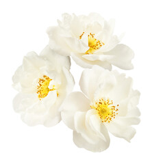 Beautiful white English rose falling in the air isolated on white background.