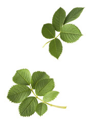 Beautiful green English rose leaves falling in the air isolated on white background.