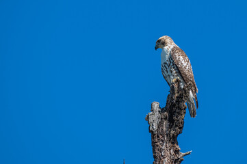 Red tailed hawk.
