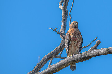 Red tailed hawk.