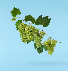 Fototapeta premium Fresh green grape falling in the air isolated on blue background. High resolution image.