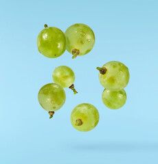 Fresh green grape falling in the air isolated on blue background. High resolution image.