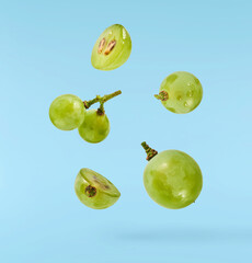 Fresh green grape falling in the air isolated on blue background. High resolution image.