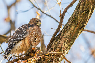 Red-shouldered hawk.