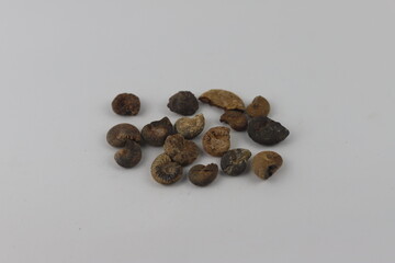 Ammonite fossil collection in hand. Paleontologist is holding a collection of ammonite fossils in their hand, showcasing the intricate spiral patterns and textures of these ancient marine creatures.