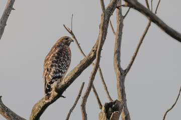 Red-shouldered hawk.