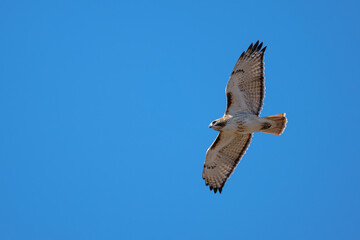 Red-tailed hawk in flight.