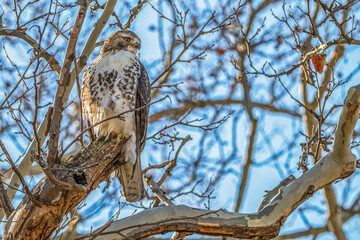 Red-tailed hawk.
