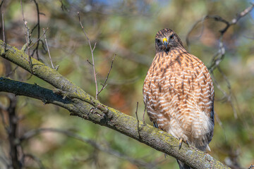 Red-shouldered hawk.