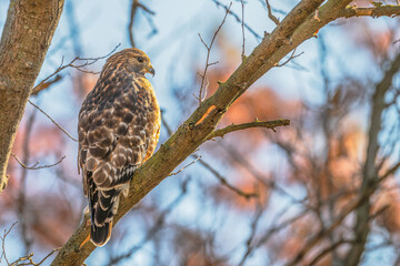 Closeup of a red-shouldered hawk.