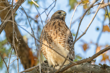 Closeup of a red-shouldered hawk.