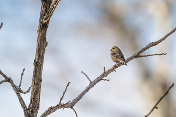 American goldfinch chick.