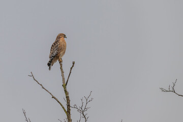 Red-shouldered hawk.