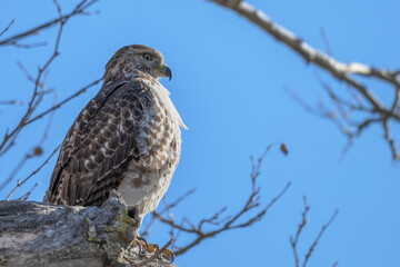 Closeup of a red-tailed hawk.