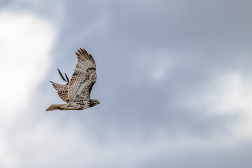Red-tailed hawk in flight.