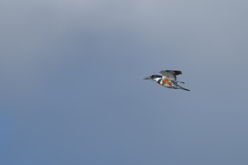 Closeup of a female belted kingfisher.