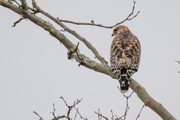 Red-shouldered hawk.