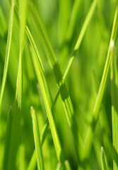Background - green grass