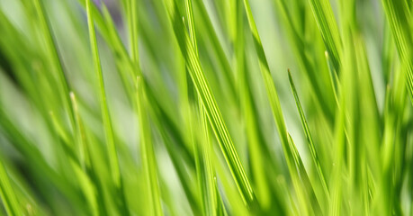 Background - green grass