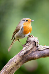 European Robin (Erithacus rubecula) in summer. Perched on a branch with a natural green foliage background. UK
