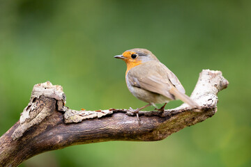 Fototapeta premium European Robin (Erithacus rubecula) in summer. Perched on a branch with a natural green foliage background. UK