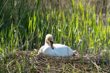 swan in the nest, wildlife  © Maciej