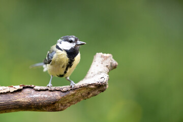 Tired looking adult Great Tit (Parus Major) posing on a branch in British back garden in Summer. UK. Green background.
