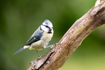 Adult Blue Tit (Cyanistes caeruleus) in Summer, perched on a branch in a green back garden.