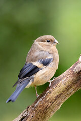 Young Juvenile Eurasian Bullfinch (Pyrrhula pyrrhula) perched on a branch with a green foliage background.