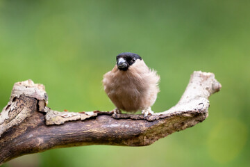 Obraz premium Adult female Eurasian Bullfinch (Pyrrhula pyrrhula) perched on a branch in late Spring/early Summer