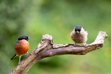 Pair of adult Bullfinches (Pyrrhula pyrrhula),male and female, perched on a branch with a vibrant, natural green foliage background