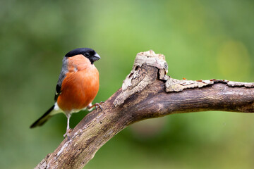 Adult male Eurasian Bullfinch (Pyrrhula pyrrhula) perched on a branch with a vibrant, natural green foliage background