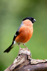 Handsome Adult male Eurasian Bullfinch (Pyrrhula pyrrhula) perched on a branch with a vibrant, natural green foliage background