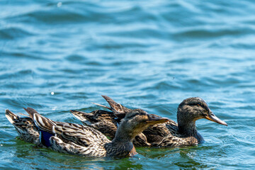 duck in the water, wildlife 