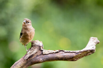 Young Juvenile Eurasian Bullfinch (Pyrrhula pyrrhula) perched on a branch with a green foliage background.