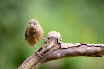 A curious young Juvenile Eurasian Bullfinch (Pyrrhula pyrrhula) looks towards the camera.