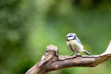 Adult Blue Tit (Cyanistes caeruleus) in Summer, perched on a branch in a green back garden.