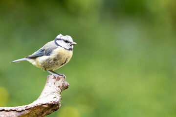 Obraz premium Adult Blue Tit (Cyanistes caeruleus) in Summer, perched on a branch in a green back garden.