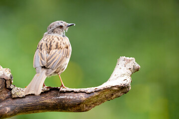 Dunnock (Prunella modularis) in Summer. Perched on a branch with a vibrant, natural green background.