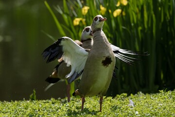 duck in the grass