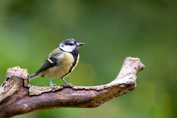 Tired looking adult Great Tit (Parus Major) posing on a branch in British back garden in Summer....